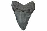 Serrated, Fossil Megalodon Tooth - South Carolina #310428-1